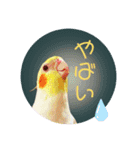 オカメの丸いステッカー（個別スタンプ：23）