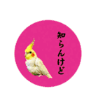 オカメの丸いステッカー（個別スタンプ：24）