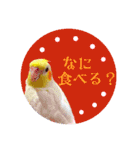 オカメの丸いステッカー（個別スタンプ：26）