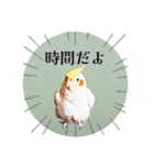 オカメの丸いステッカー（個別スタンプ：28）
