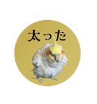 オカメの丸いステッカー（個別スタンプ：30）