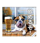 お酒が待てないブルドッグ犬（個別スタンプ：9）