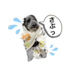まいるー 新（個別スタンプ：2）
