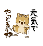 柴犬 ちゃちゃ丸たち 31『じぃじ＆ばぁば』（個別スタンプ：2）