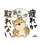 柴犬 ちゃちゃ丸たち 31『じぃじ＆ばぁば』（個別スタンプ：19）