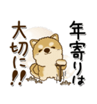 柴犬 ちゃちゃ丸たち 31『じぃじ＆ばぁば』（個別スタンプ：30）