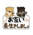 柴犬 ちゃちゃ丸たち 31『じぃじ＆ばぁば』（個別スタンプ：39）