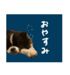 おれ、おれお3（個別スタンプ：2）
