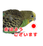 インコちゃん敬語スタンプ（個別スタンプ：1）