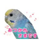 インコちゃん敬語スタンプ（個別スタンプ：2）