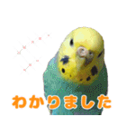 インコちゃん敬語スタンプ（個別スタンプ：5）