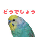 インコちゃん敬語スタンプ（個別スタンプ：7）