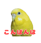 インコちゃん敬語スタンプ（個別スタンプ：9）