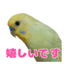 インコちゃん敬語スタンプ（個別スタンプ：10）