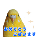 インコちゃん敬語スタンプ（個別スタンプ：11）