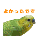 インコちゃん敬語スタンプ（個別スタンプ：13）