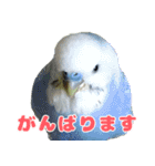 インコちゃん敬語スタンプ（個別スタンプ：15）