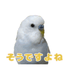 インコちゃん敬語スタンプ（個別スタンプ：16）