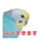 インコちゃん敬語スタンプ（個別スタンプ：17）