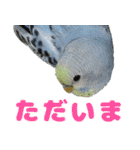 インコちゃん敬語スタンプ（個別スタンプ：18）