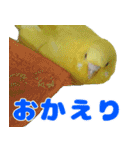 インコちゃん敬語スタンプ（個別スタンプ：19）