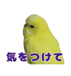 インコちゃん敬語スタンプ（個別スタンプ：22）