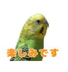 インコちゃん敬語スタンプ（個別スタンプ：29）