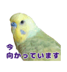 インコちゃん敬語スタンプ（個別スタンプ：30）