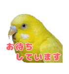 インコちゃん敬語スタンプ（個別スタンプ：31）