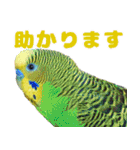 インコちゃん敬語スタンプ（個別スタンプ：32）