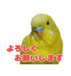 インコちゃん敬語スタンプ（個別スタンプ：33）