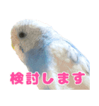 インコちゃん敬語スタンプ（個別スタンプ：34）