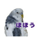 インコちゃん敬語スタンプ（個別スタンプ：38）