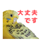 インコちゃん敬語スタンプ（個別スタンプ：39）