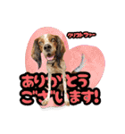 アニマルスマイル香川 Spring 2023（個別スタンプ：3）
