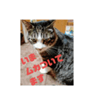 もういいや ちび＆みみ（個別スタンプ：5）