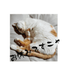 もういいや ちび＆みみ（個別スタンプ：6）
