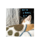 もういいや ちび＆みみ（個別スタンプ：7）
