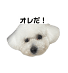 ビションフリーゼのおにぎり（個別スタンプ：1）