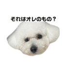 ビションフリーゼのおにぎり（個別スタンプ：2）