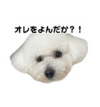 ビションフリーゼのおにぎり（個別スタンプ：4）