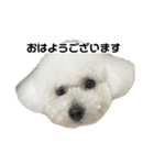 ビションフリーゼのおにぎり（個別スタンプ：5）