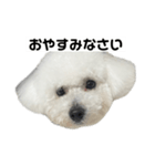 ビションフリーゼのおにぎり（個別スタンプ：8）