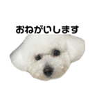 ビションフリーゼのおにぎり（個別スタンプ：9）
