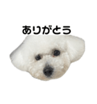 ビションフリーゼのおにぎり（個別スタンプ：10）