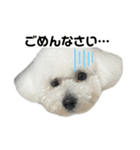 ビションフリーゼのおにぎり（個別スタンプ：12）