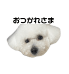 ビションフリーゼのおにぎり（個別スタンプ：13）