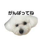 ビションフリーゼのおにぎり（個別スタンプ：14）