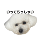 ビションフリーゼのおにぎり（個別スタンプ：15）