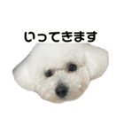 ビションフリーゼのおにぎり（個別スタンプ：16）